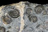 Ammonite (Promicroceras) Cluster - Marston Magna, England #176362-2